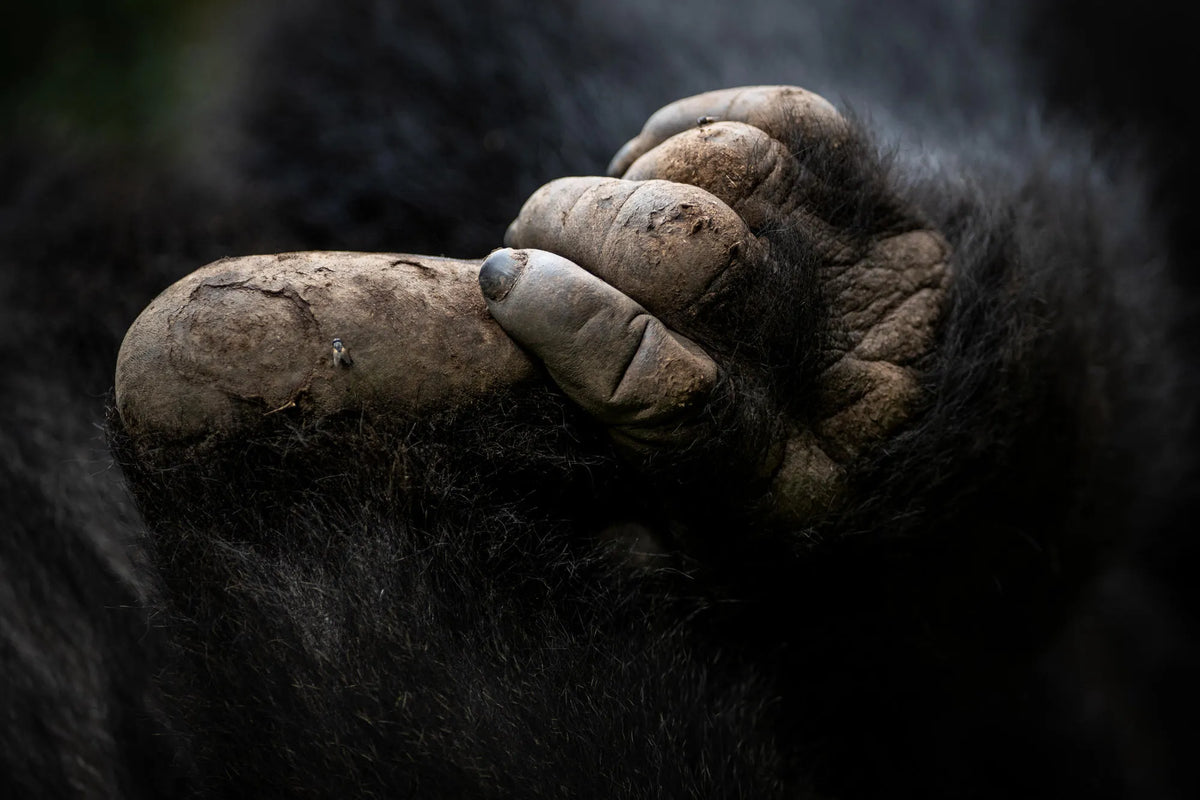 Gorilla Trekking