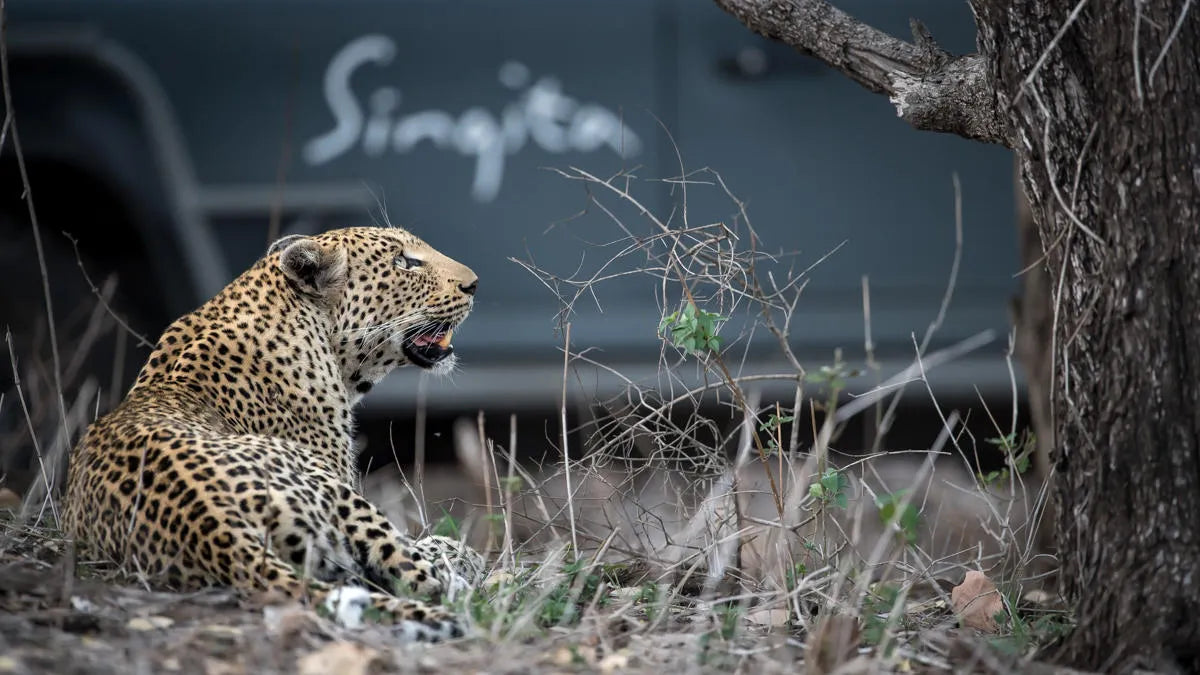 Game Drives