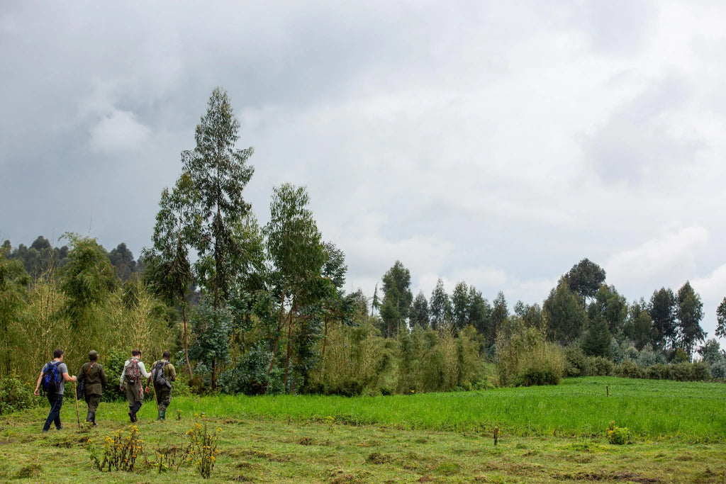 Singita Golden Monkey Trekking at Singita Kataza House, Volcanoes National Park, Rwanda.