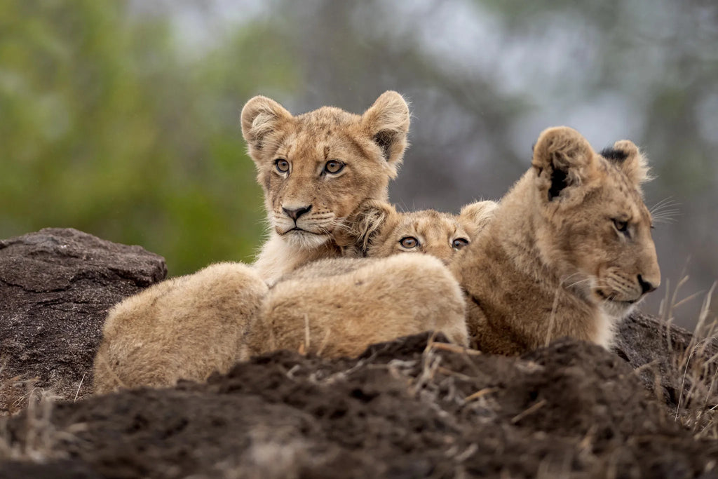 Singita Ebony Lodge at Singita Ebony Lodge, Sabi Sand Nature Reserve, South Africa.