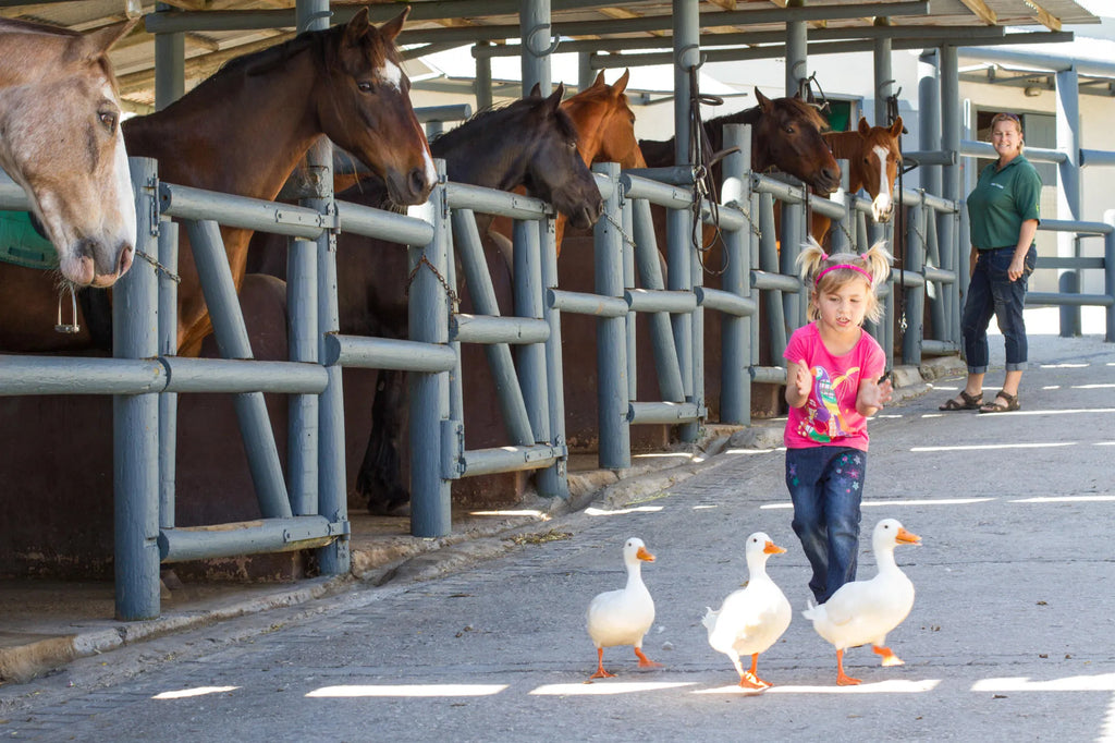Stables at Grootbos at Grootbos Private Nature Reserve Garden Lodge, De Kelders, South Africa.