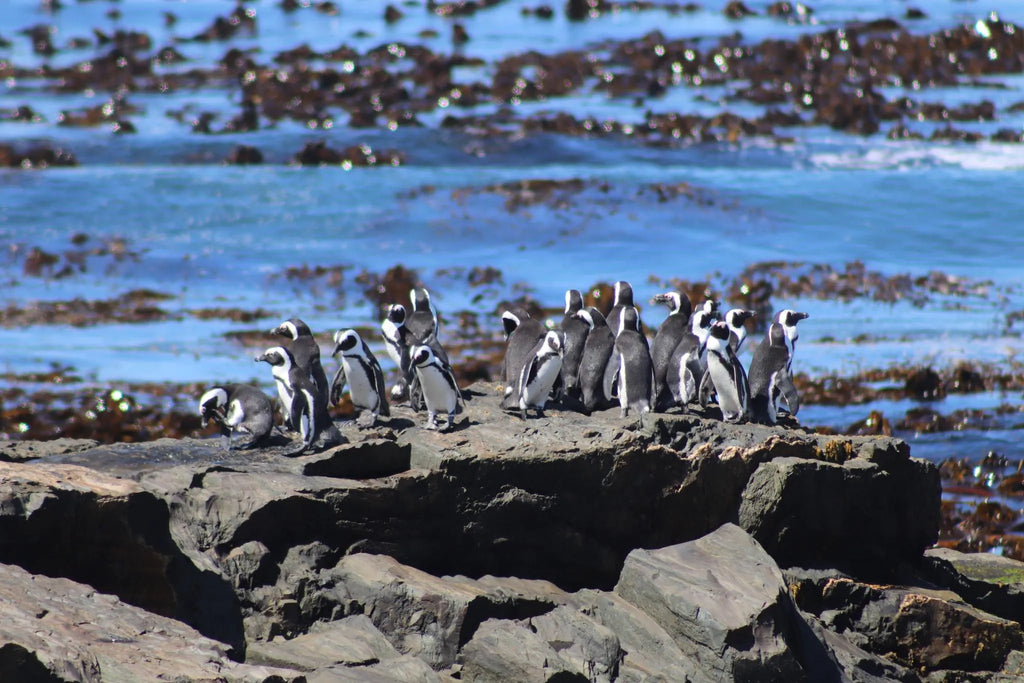 Gallery image 4.
